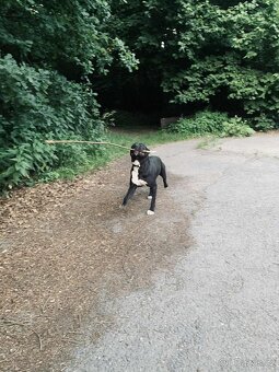 roční pejsek Apollo 🐶 Staford křížený s Pitbulem - 4