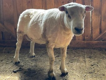 TEXEL BERAN, DOTAČNÍ, PLEMENNÝ, STÁŘÍ 3 ROKY - 4