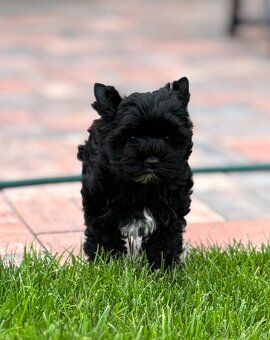Jorkšilrský teriér, yorkshire terrier,,biewer - 4