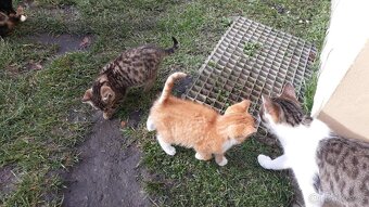 Darujeme koťátka - Mladá Boleslav - 4