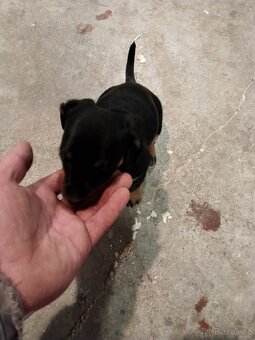 Štěně jezevčíka - 4