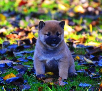SHIBA INU - nádherne veselé šteniatka - 4