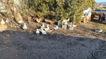 Kachna pižmová - pižmovka - 4