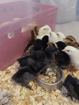 Násadová vejce + možnost vylíhnutí - 4