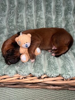 Štěně Rhodéský Ridgeback s PP - 4