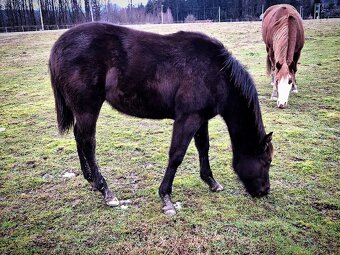 AQH smoky black klisna - 4
