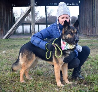 GRACIA K ADOPCI - 3,5 ROKU,KONTAKTNÍ,PŘÁTELSKÁ,HRAVÁ - 4
