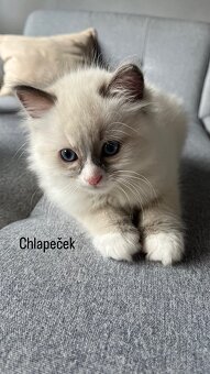 Ragdoll blue color koťátka - 4