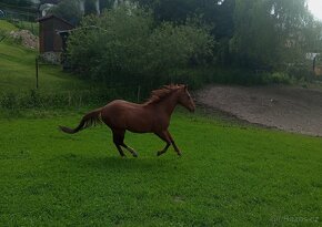 Aqh, Qh - 4
