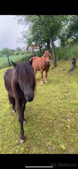 Prodám 2letou pony klisnu - 4