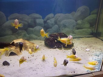 tropheus brichardi kipili albino - 4