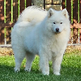 Samojed štěňátka s PP, rezervace - 4