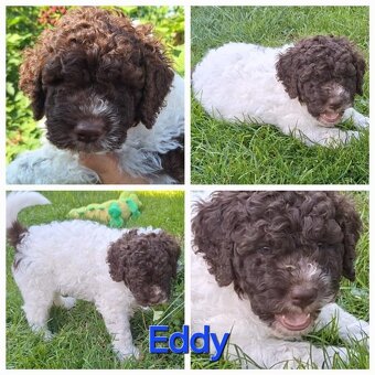 Lagotto romagnolo - pejsci - 4