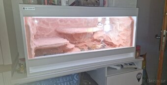 Terárium se dvěma samicema Agamy Vousaté - 4