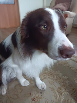 Nabízím ke krytí 5 letého hnědobílého psa Border kolie PP - 4