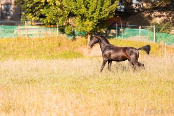 Karačajevský kůň | roční valach - 4
