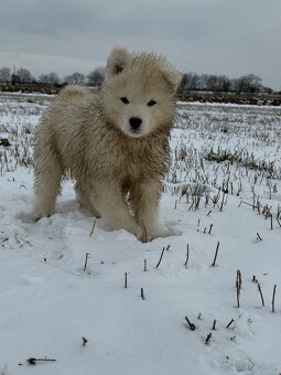 Samojed s PP - psík - 4