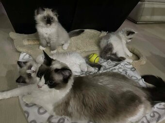 Koťátka Ragdoll - 4