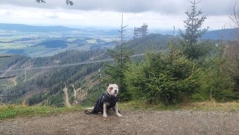 Krycí pes Stafordšírský bulteriér s PP . - 4