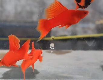 Mečovky Red Alfa a Red Ruby a čisté Guppky - 4