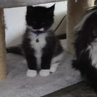 Mainská mývalí koťátka - 4