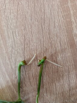 Monstera esqueleto - 4