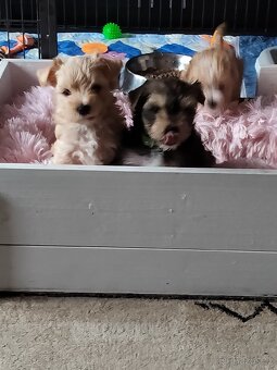 Yorkšírský teriér - 4