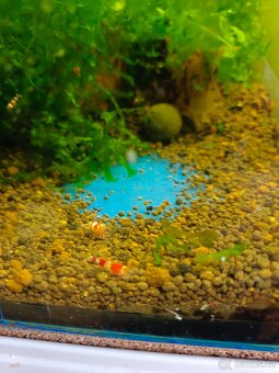 Prodej krevetek a doplňků - 4