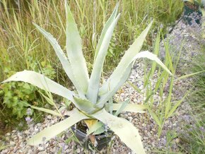 Prodám AGAVE - 4