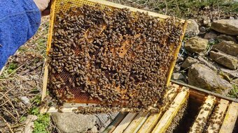 Vyzimovaná včelstva Optimal - 4