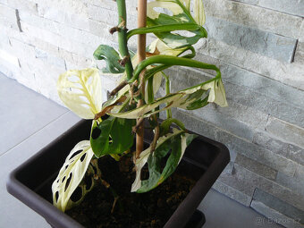 Monstera Adansonii Variegated - 4