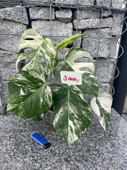 Monstera albo - 4