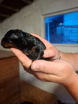Štěňátka rotvajlera - 4