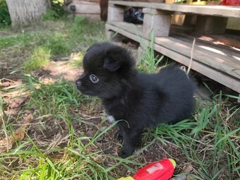 Čivava - pomeranian - 4