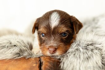 Biewer a Biro Yorkshire Terrier s PP, Jorkšír terier s PP - 4