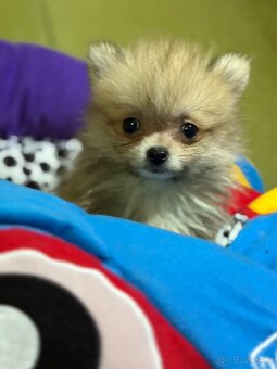 Pomeranian - 4