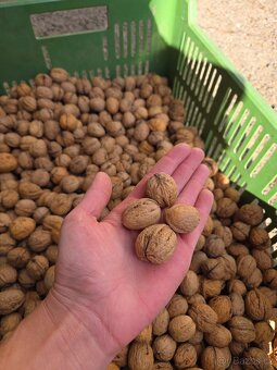 Vlašské ořechy - 4