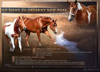 Atraktivní na jaře 3-letá kobyla APH, 6-panel negativní, RTG - 4