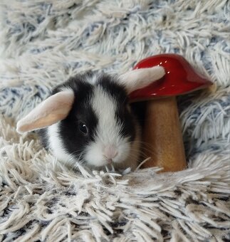 Minilop - anglický zakrslý beránek s VP - 4