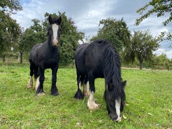 Hřebeček irského coba s plným původem - 4