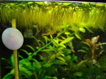 Krevetky Caridina cantonensis sp. Tiger - 4