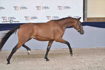 mladý valach do drezury - 4