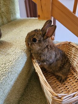 Zakrslý králík - 4