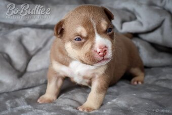 American bully pocket ABKC - 4