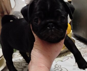 Mops s PP FCI - 4