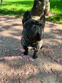 Francouzský buldoček s PP nabízí krytí - 4