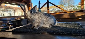 Zakrslý činčilový k chovu či na mazlíka - 4