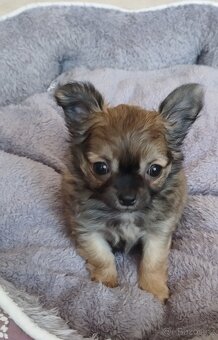 Čivava dlouhosrstá fenky - 4