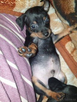 Pražský krysařík - 4