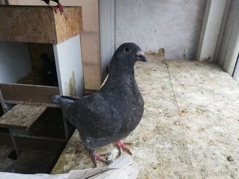 Prodám holuby - 4